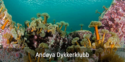 Andøya Dykkerklubb