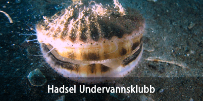 Hadsel Undervannsklubb
