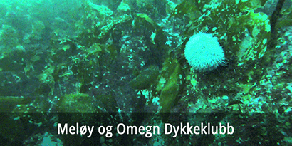 Meløy og Omegn Dykkeklubb
