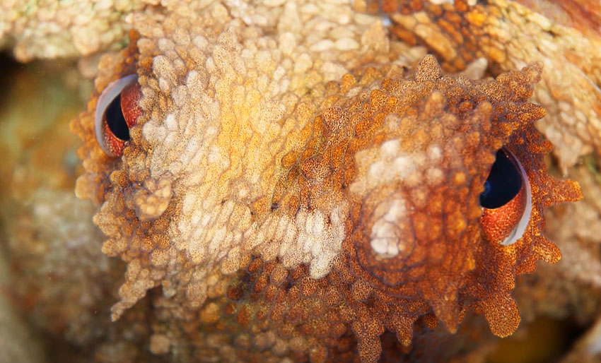 Blekksprut til topps på ADEX