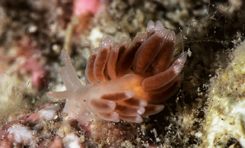 Ny art funnet i Norge: – Dette er spennende!