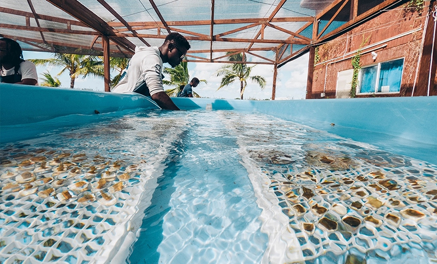 Kan oppdrett redde korallene?