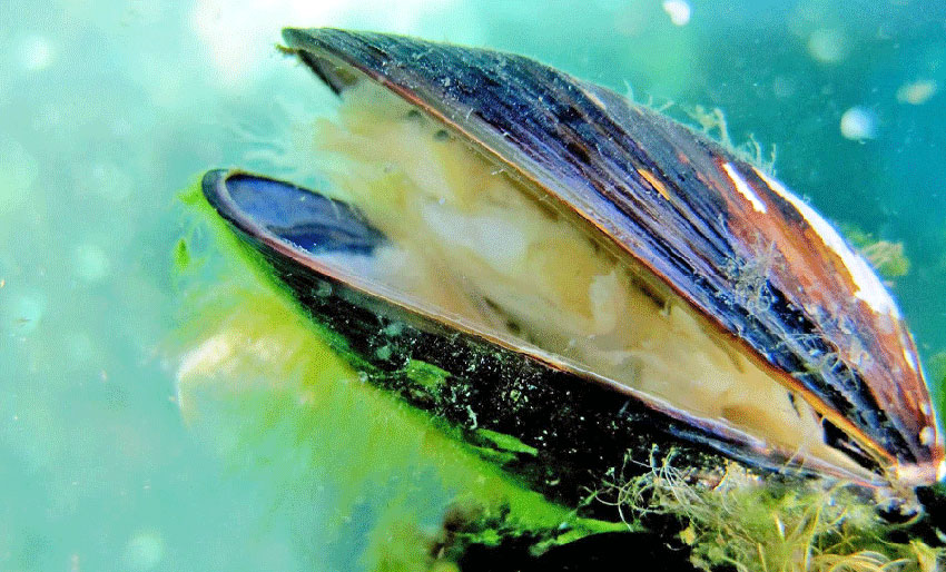 Stor sett trygt i sør, men ikke i nord