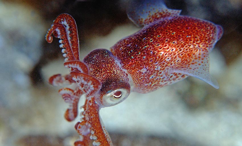 Har du sett blekksprut i Norge?