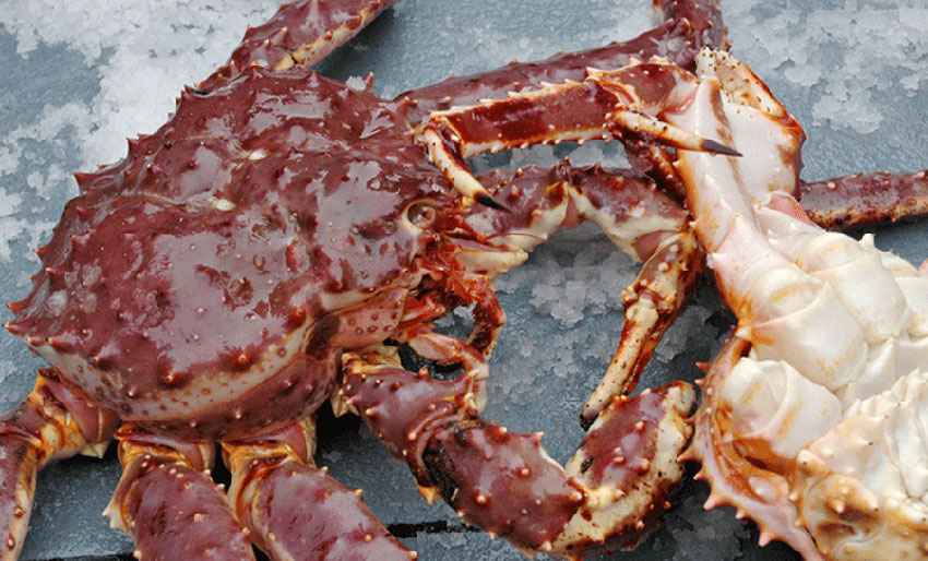 Snart søknadsfrist for turistfiske av kongekrabbe