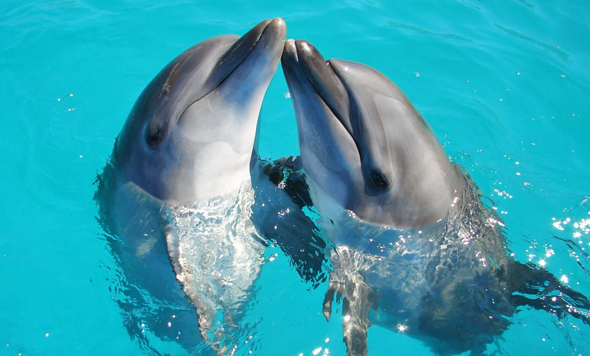 Vi feirer verdens delfindag
