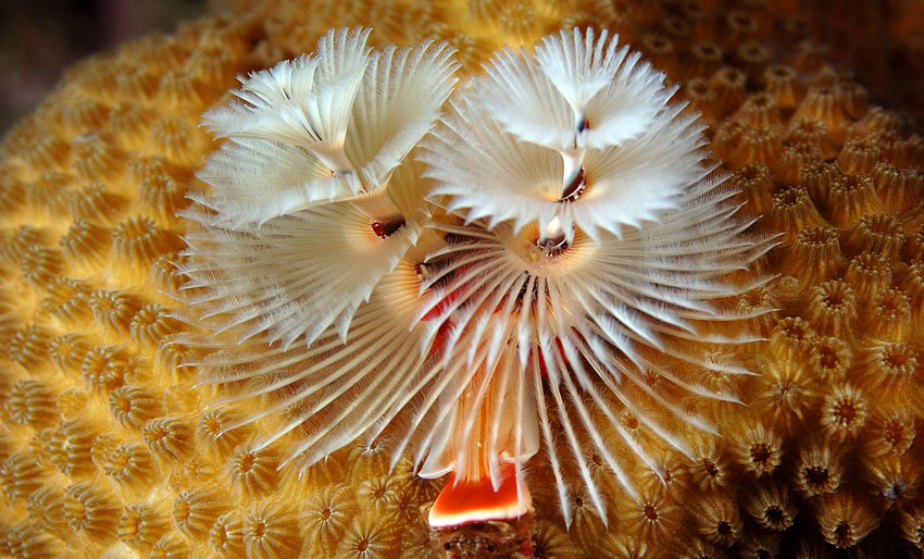 Christmas Tree Worm