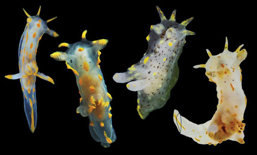 New nudibranch species described