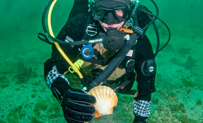 Fortsatt algegift i kamskjellene