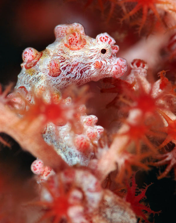 Hippocampus bargibanti