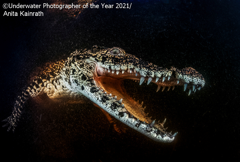 Critically endangered cuban crocodile in a cenote