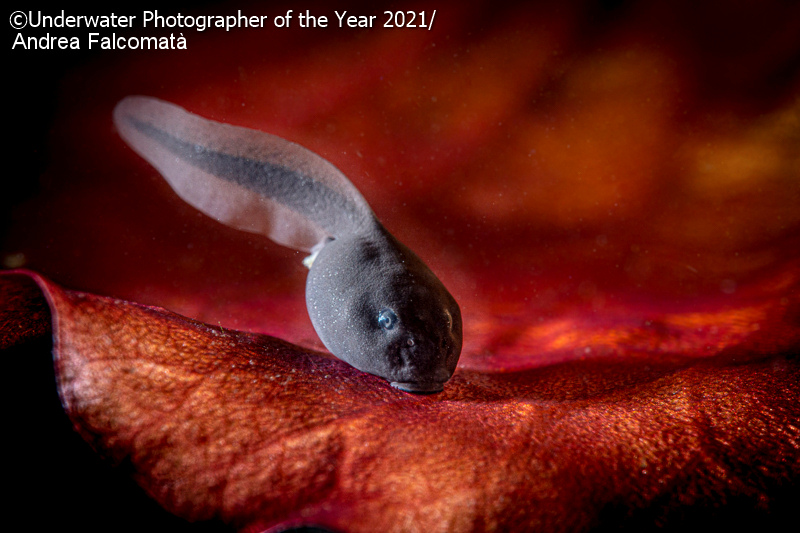 Toad tadpole on water lily leaf