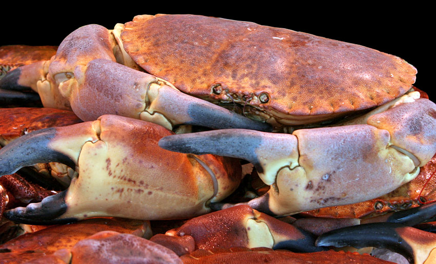 – Ikke riv klørne av krabbene
