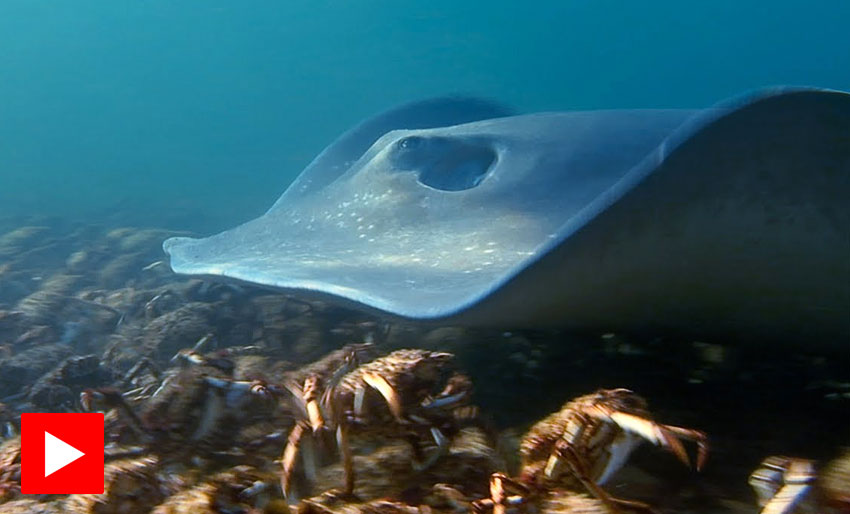 Se pilrokken fråtse i krabber