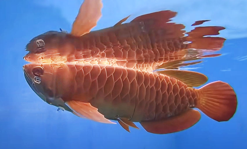 Dette er ikke en ekte fisk