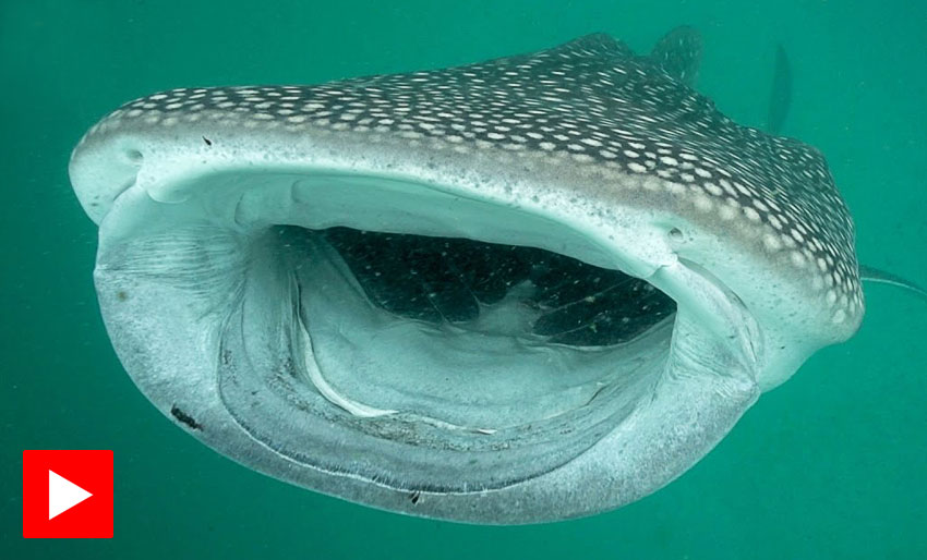 Mystiske hvalhaier på Mafia Island