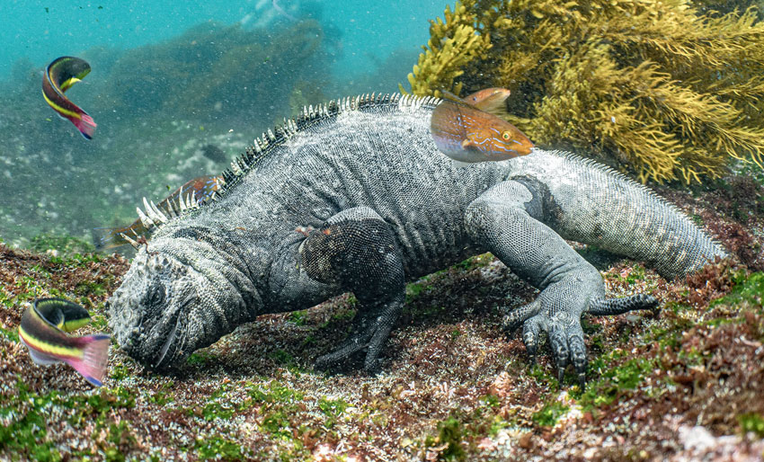 Eden – den utemmede planeten