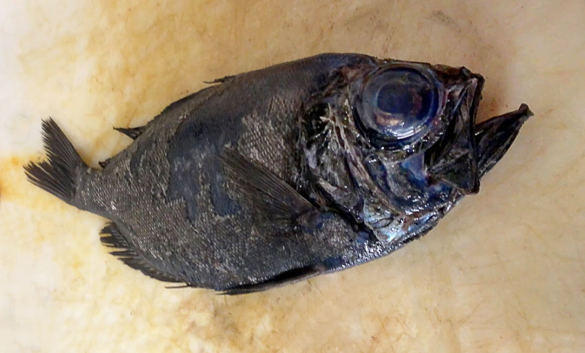 – Bare sett tre ganger tidligere