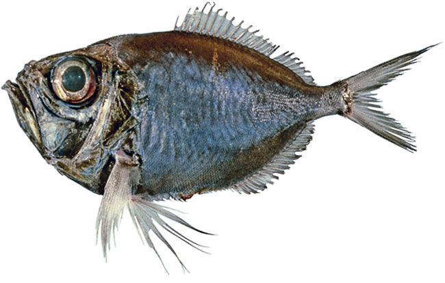 Dukatfisk
