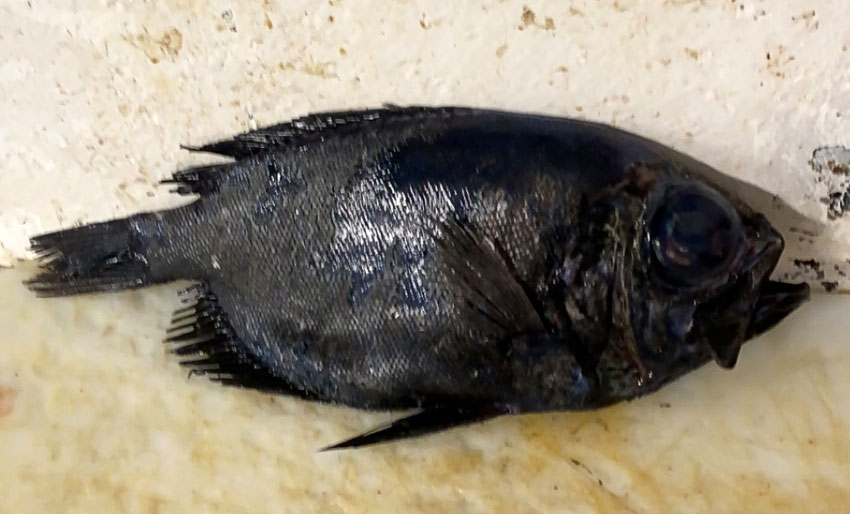 Dukatfisk