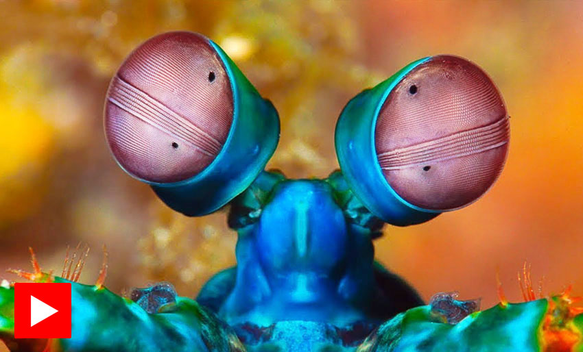 Dyrerikets mest imponerende øyne