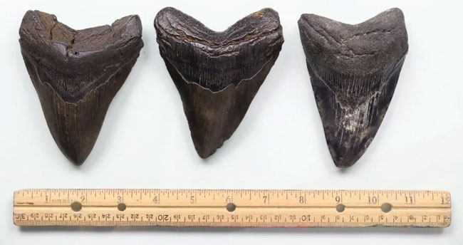 Megalodon tenner