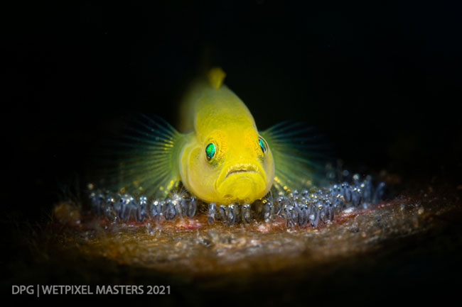 Yellow Goby Guarding Eggs