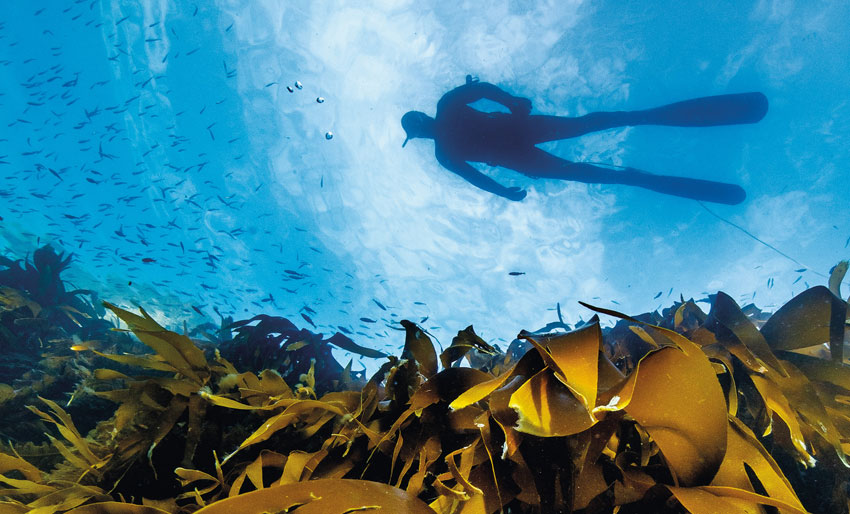 Ny bok: Fridykking for alle