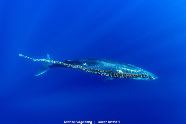 Bryde's Whale with Ghost Net
