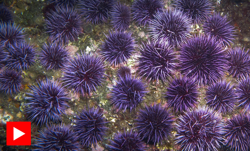 En diger hær av kråkeboller