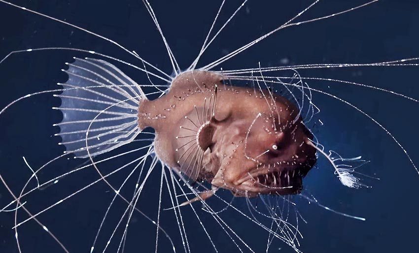 Our Planet: Se episode 6 her