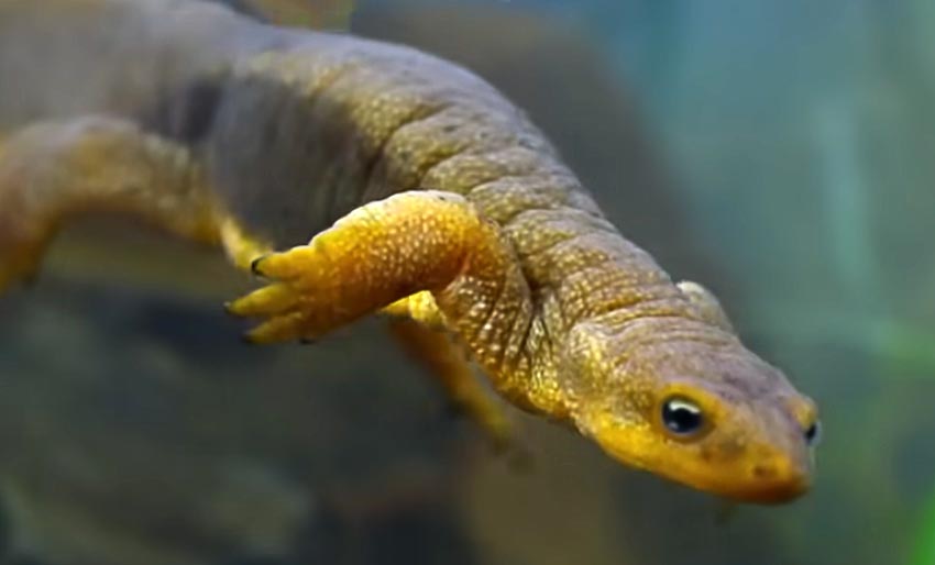 Our Planet: Se episode 8 her