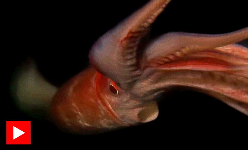 Diablos rojos – den røde djevelen