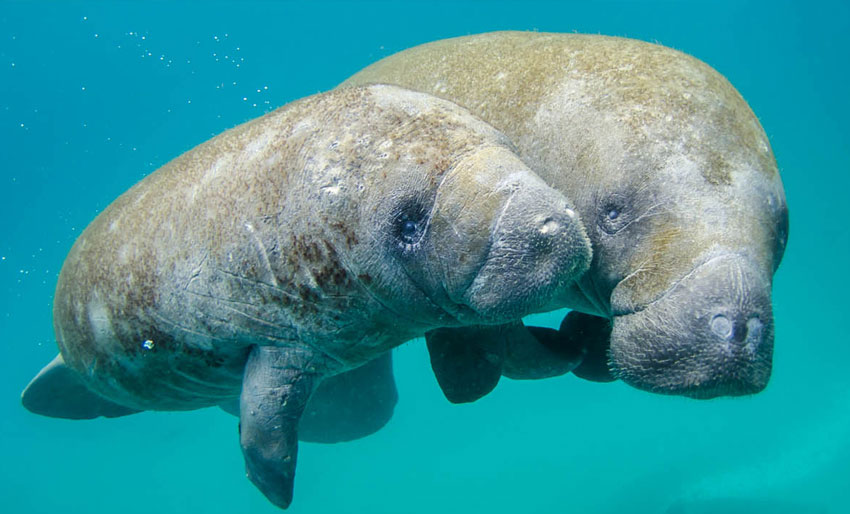 Et dødelig år for sjøkuene