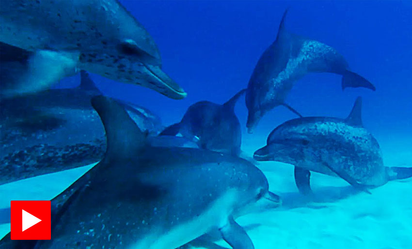 Gjengoppgjør mellom delfiner