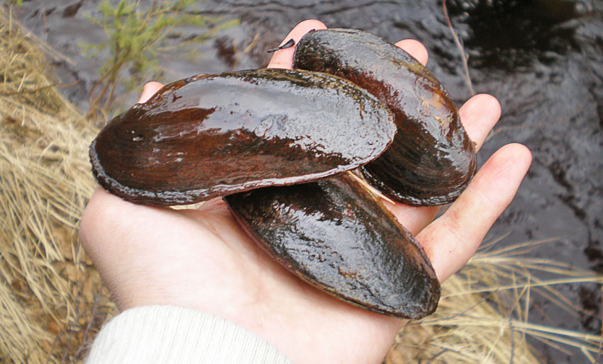 Satte ut 6.000 elvemuslinger