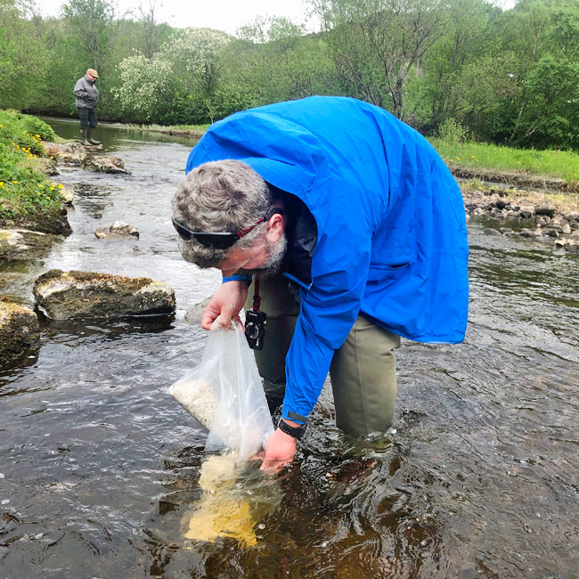 Utsetting av elvemusling