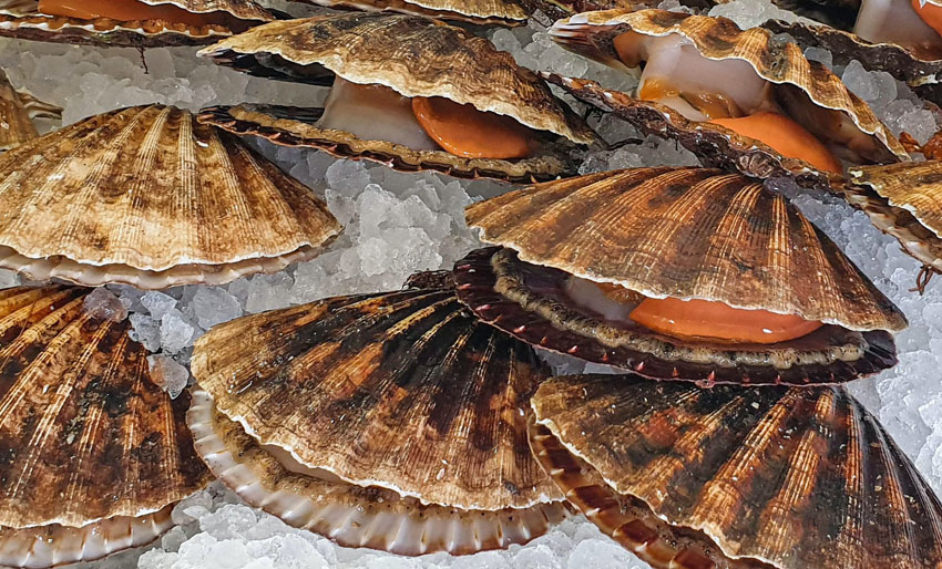 Farlig algegift i kamskjellene