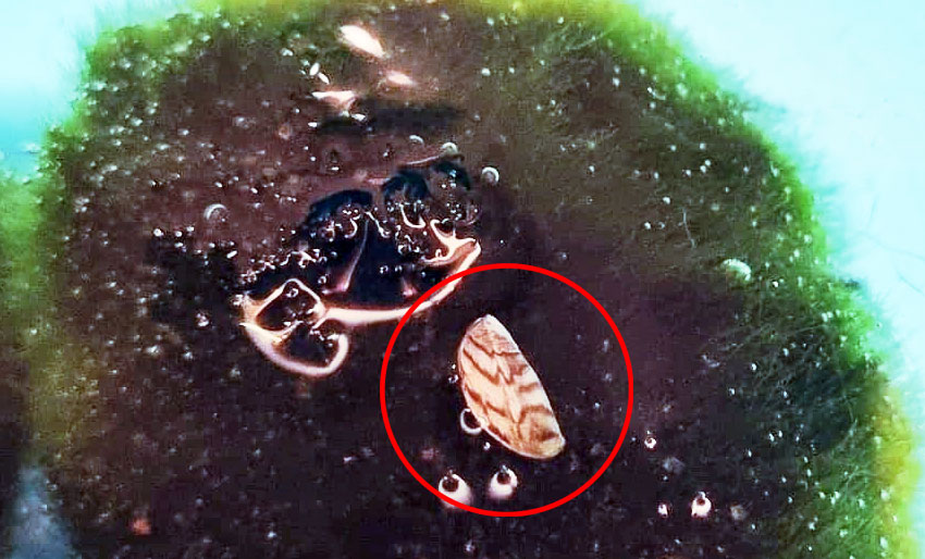 Avdekket ulovlig salg av mosekuler