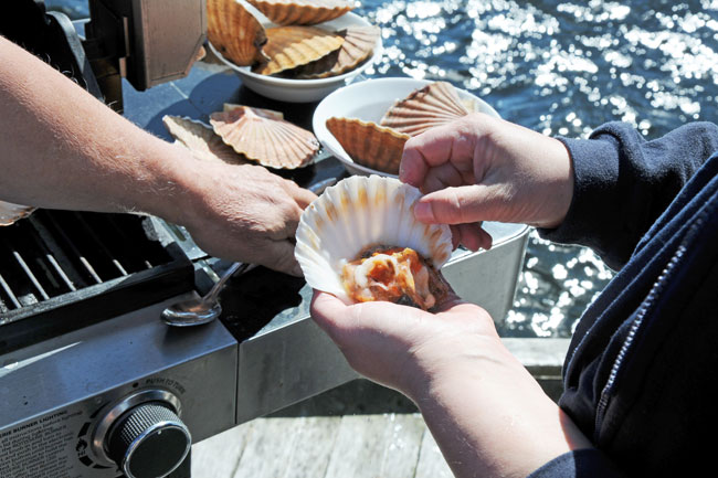 Scallops