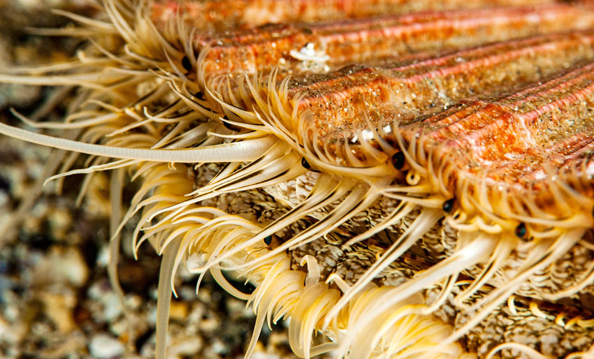 Kamskjellene er friskmeldt