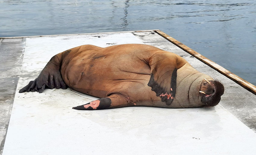 Får forskningsdata fra «Freya»