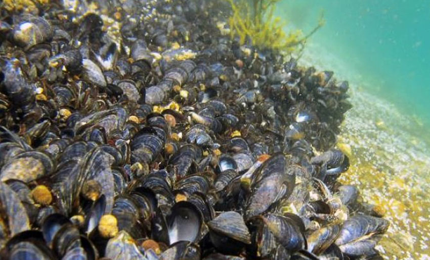 Advarer mot giftige blåskjell