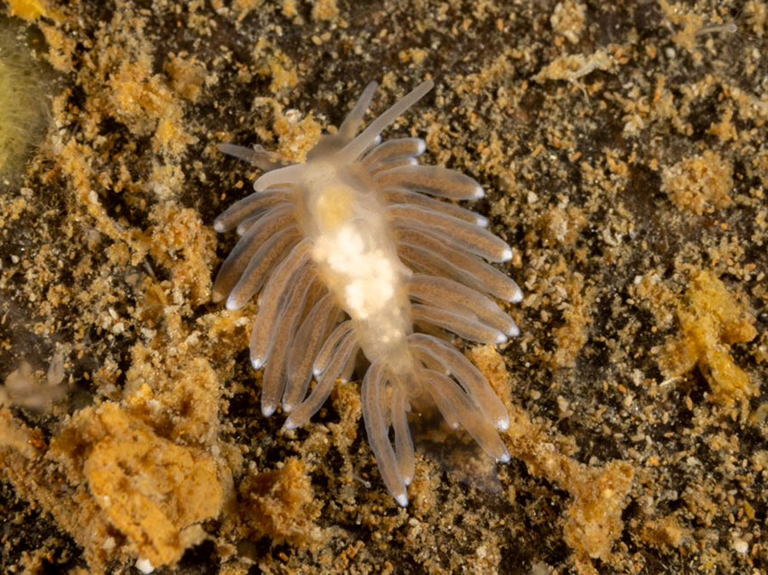 Bohuslania matsmichaeli