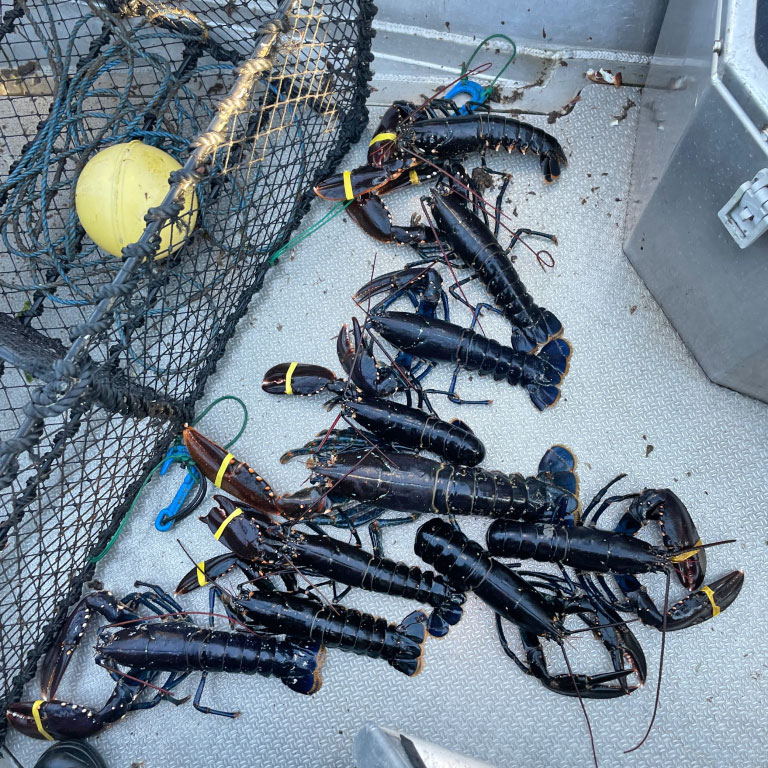 Beslag av samleteine