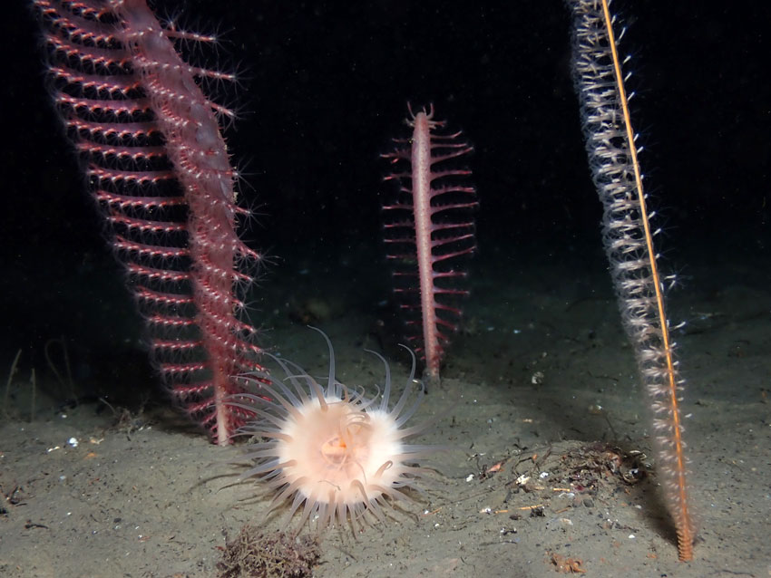 Sjøfjær og piperenser