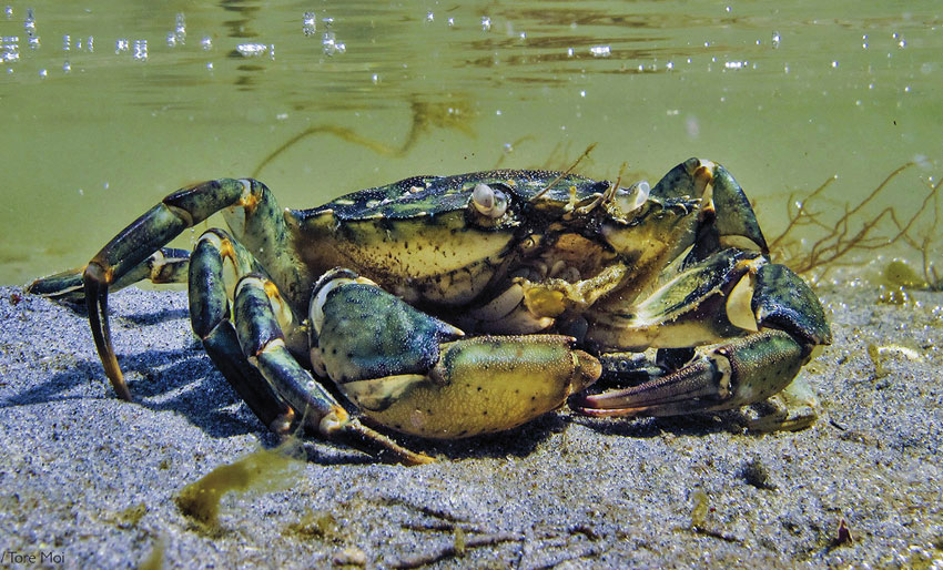 Vil styrke vernet i Raet nasjonalpark