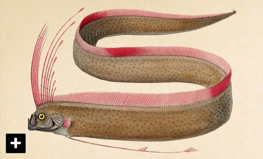 Den mystiske sildekongen