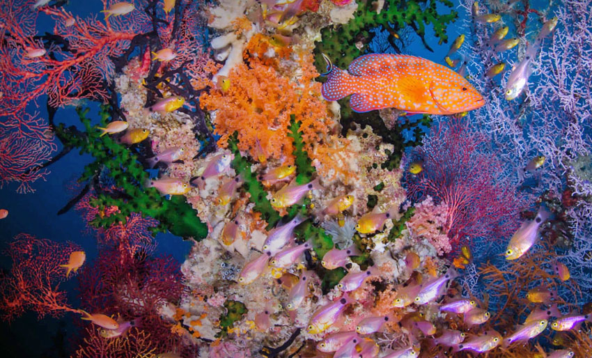 Se sendingen fra World Oceans Day