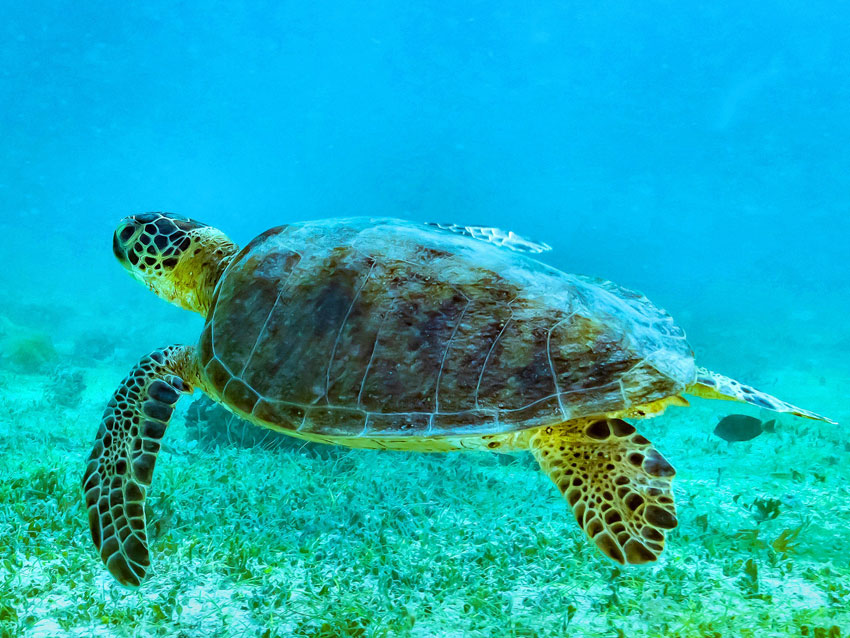 Les alt om havskilpadder
